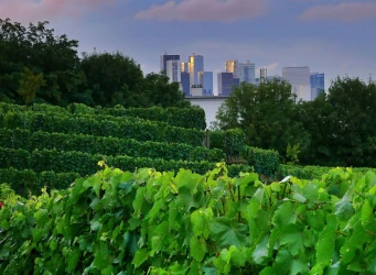 wine-seminar-vines-in-paris-1