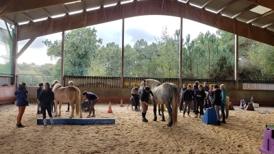 equestrian-team-building-the-horses-of-broceliande-1