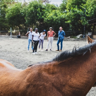 equi-coaching-formation-manageriale-par-le-cheval-0-67a6602306a2a573869399.jpg