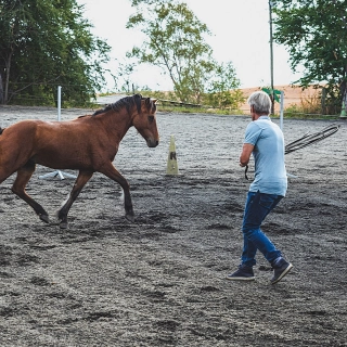 les-olympiades-equestres-les-jeux-de-lequitation-0-67a66022e0bb1912477071.jpg